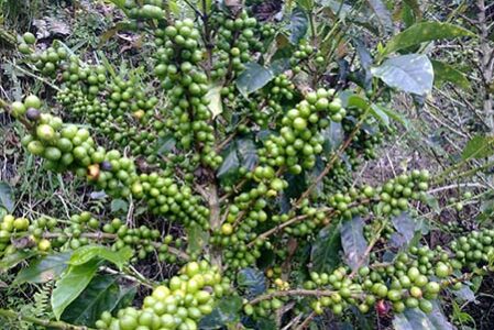 kahve ağacı