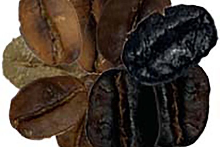 kavrulmuş kahve kavrulmuş kahve